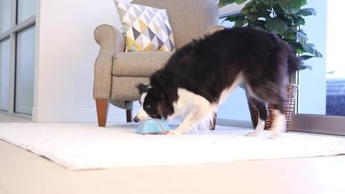 Indoor Super Slider Dog Self Fetch Squeaker Toy Toys Pet Clever