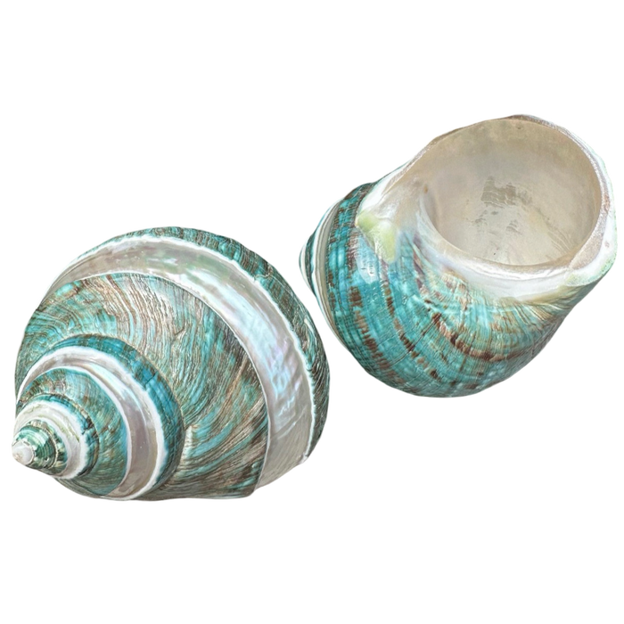 Large banded jade and pearl Turbo shell measuring 4 inches or larger, featuring natural green and pearlescent tones with distinctive striped shell markings.