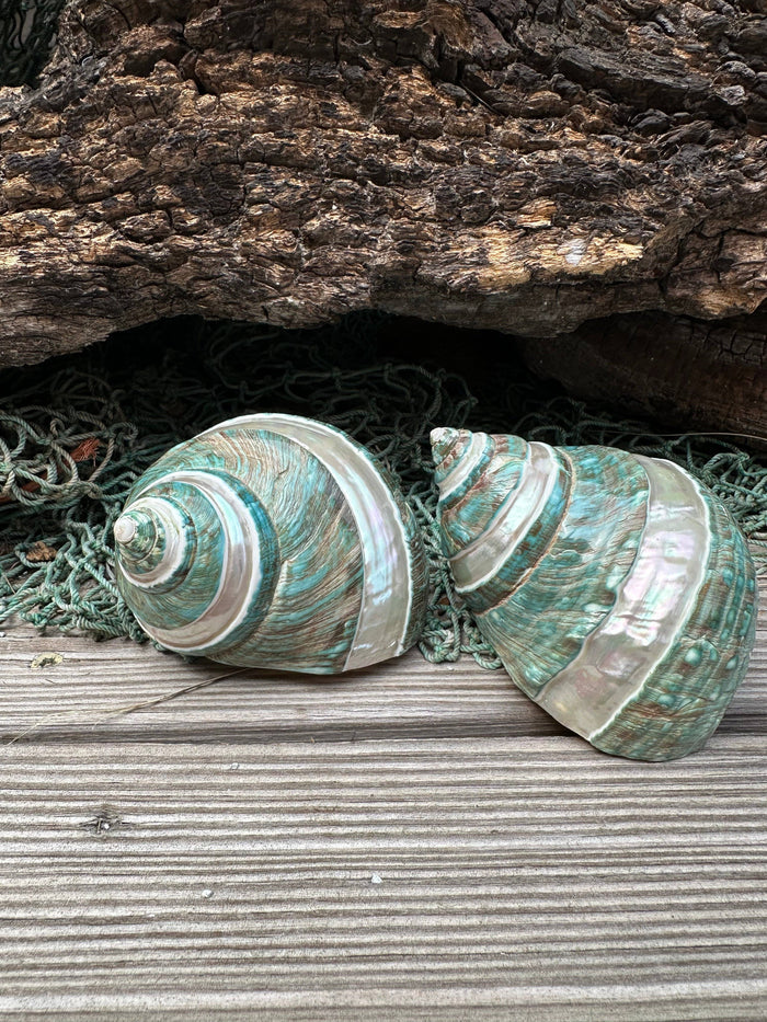Two large spiral seashells with iridescent green, white, and blue tones resting on a weathered wooden surface with green netting and dark wood logs behind them.