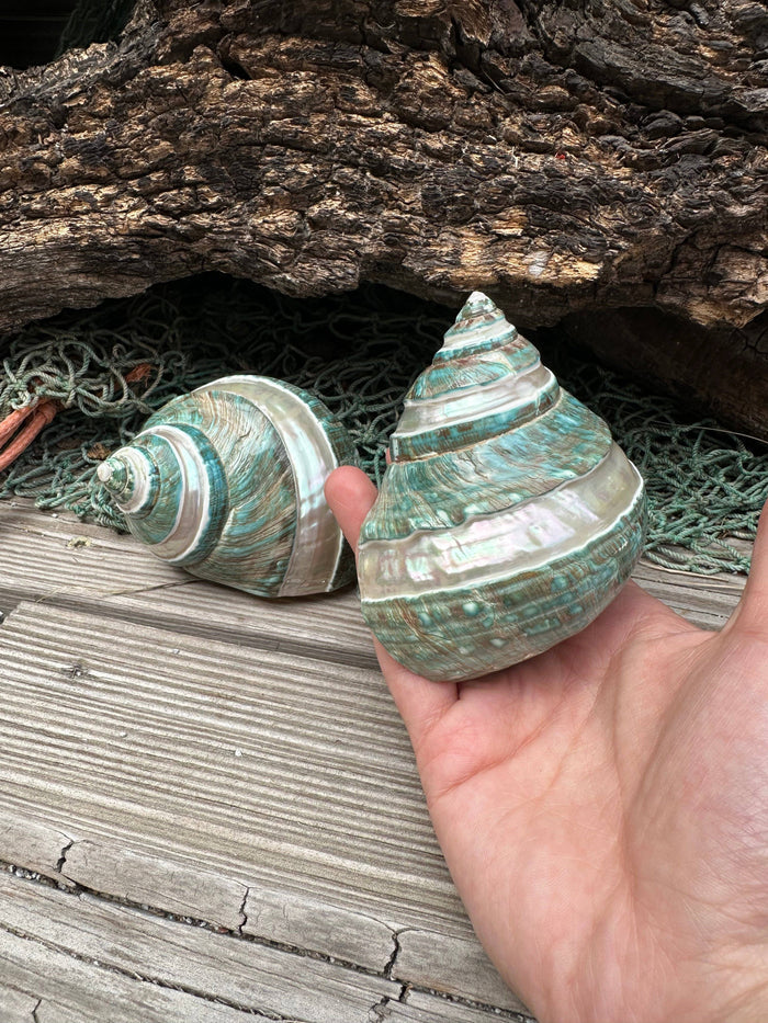 Two large sea shells held by a hand on a wooden surface with a natural background.