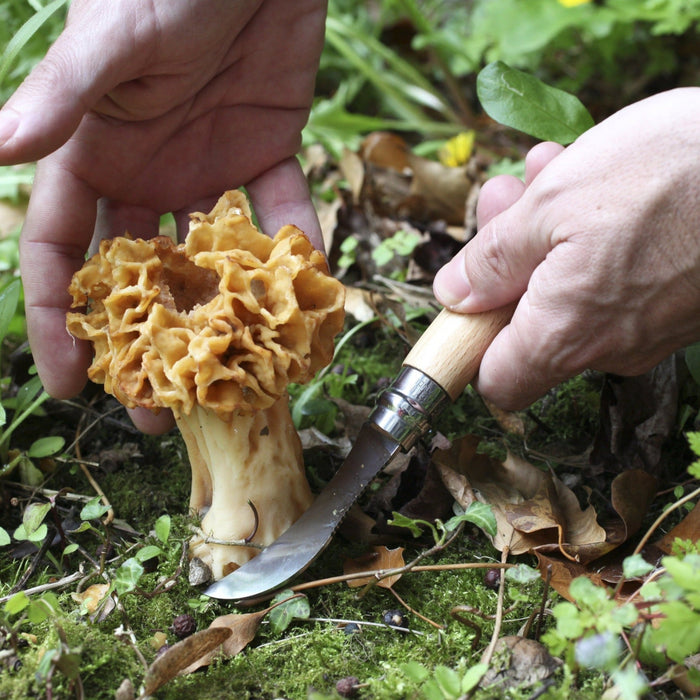 No. 08 Stainless Steel Mushroom Knife w/ Brush