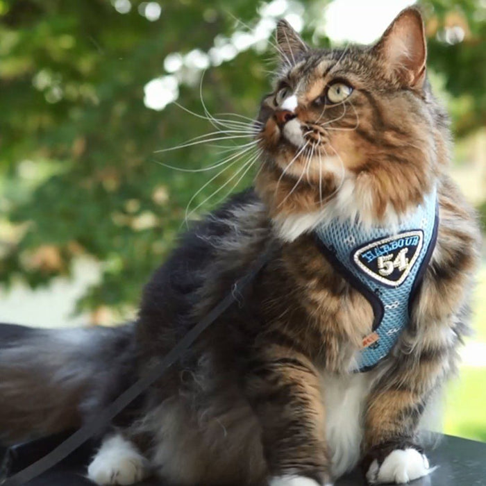 Pet Clever Adventure Harness Leash - US Stock - Prime Shipping Pet Clever Adventure Harness Suit Leash Pet Clever