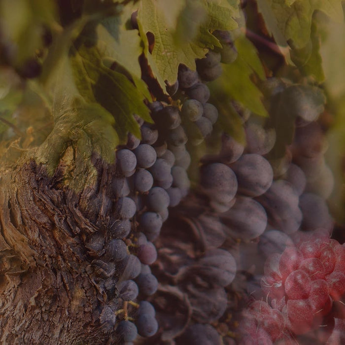 Eclectic Dr Vranjes Rosso Nobile car fragrance refill featuring imagery of dark grapes and berries in a vineyard
